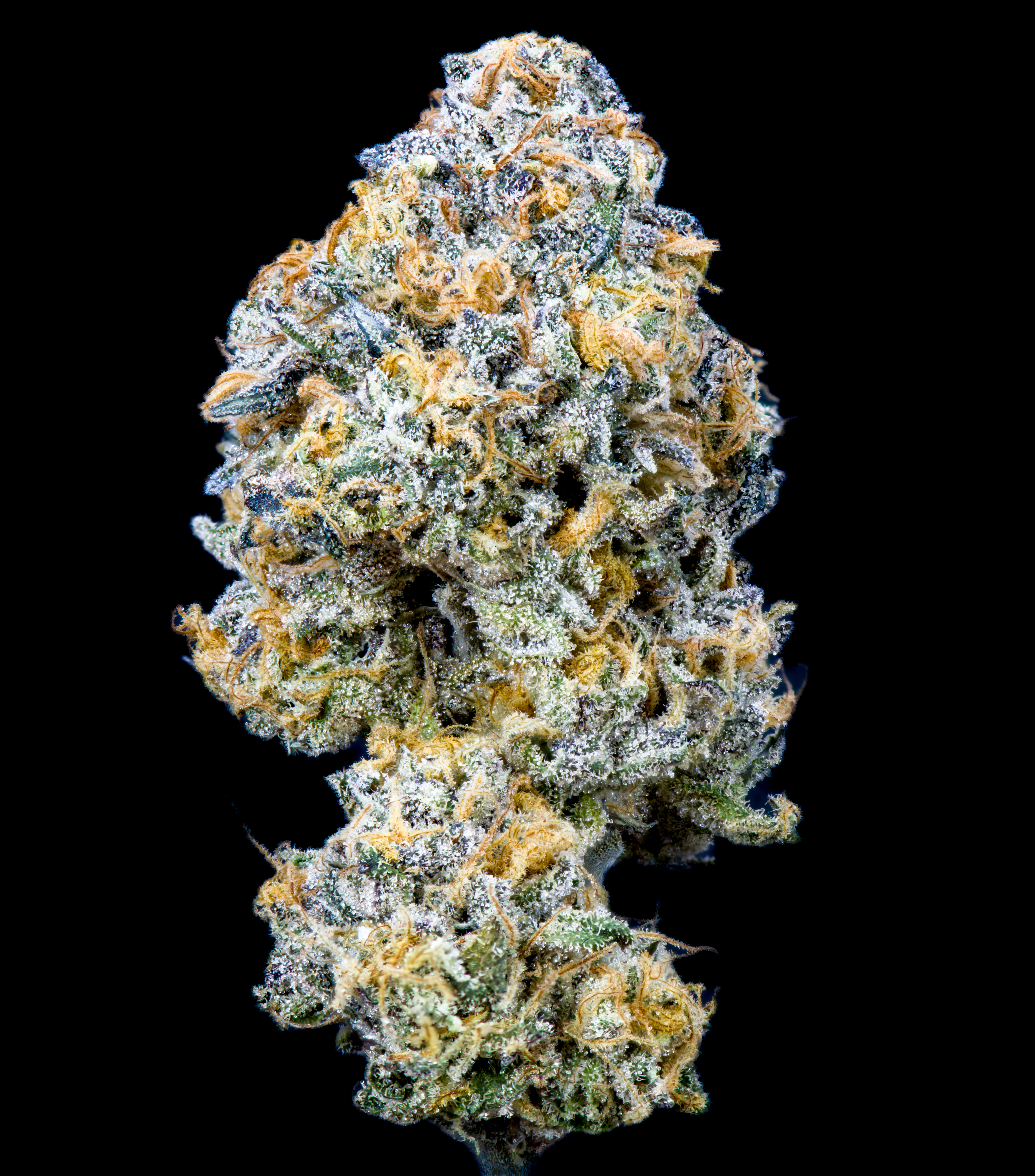 Koala Kush 3.5G