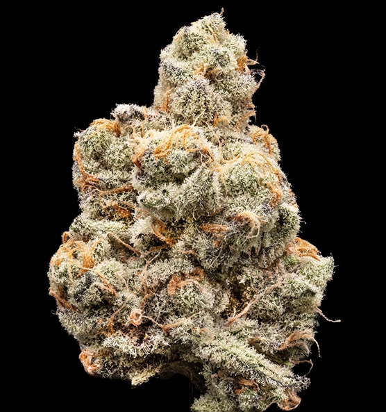 Deluxe Sugar Cane 3.5G