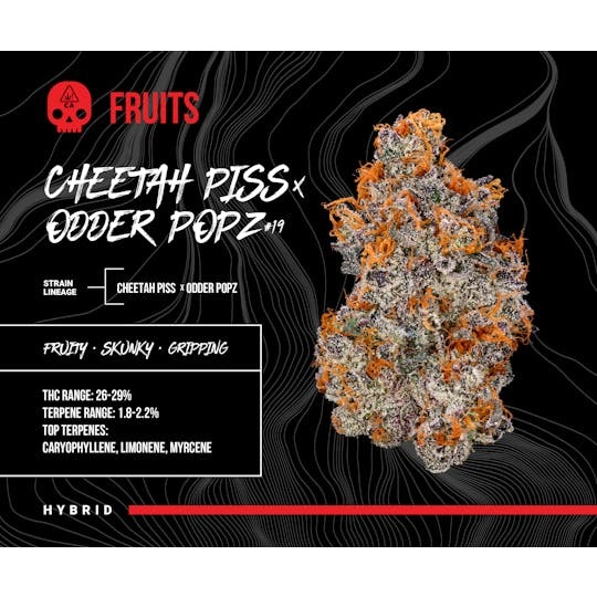 CHEETAH PISS X ODDER POPZ #19 [3.5 G]