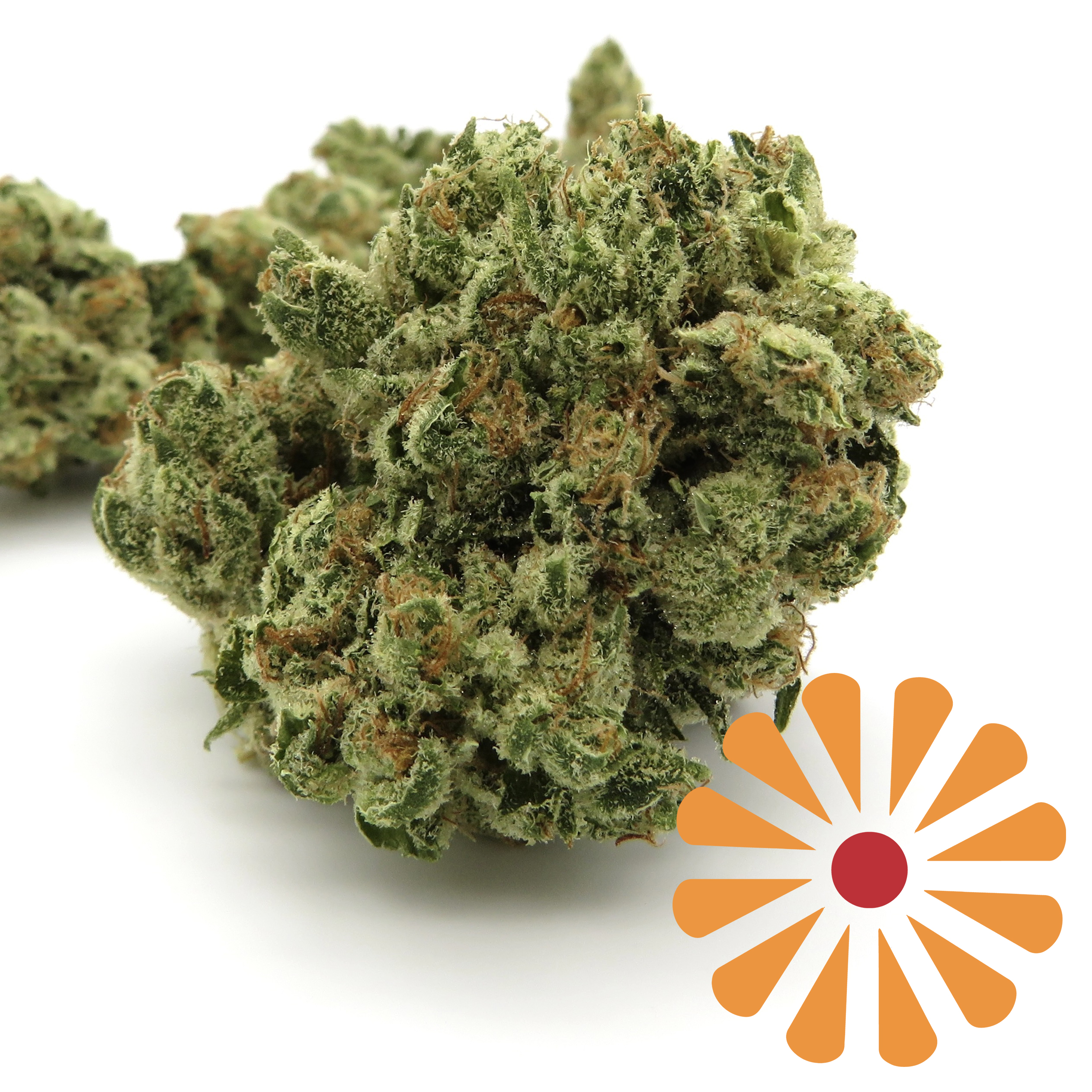 Orange Tree 1/4 oz