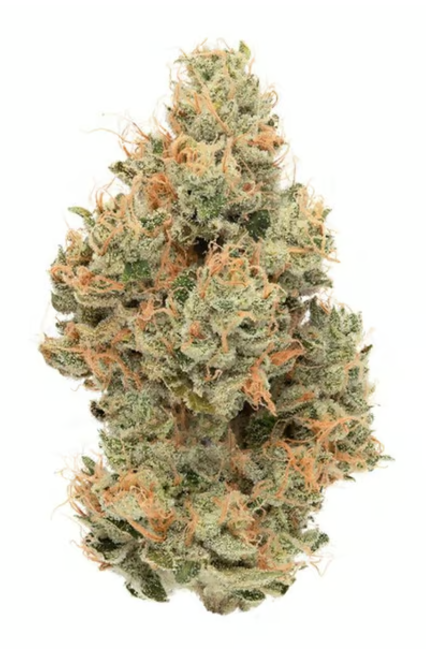 TROPICANNA EIGHTH