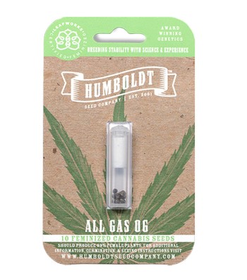 ALL GAS O.G. FEMINIZED SEEDS 10 PACK