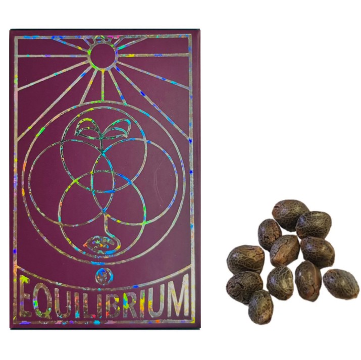 LAVA GELATO FEMINIZED SEEDS 5 PACK