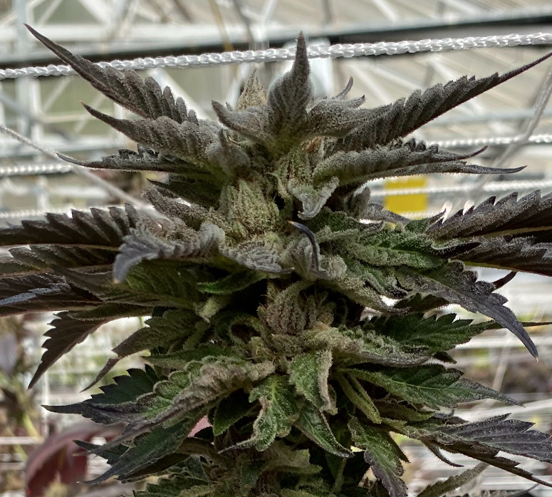 "LIMITED EDITION" DOSADO SHERBERT CLONE (NO DELIVERY AVAILABLE)