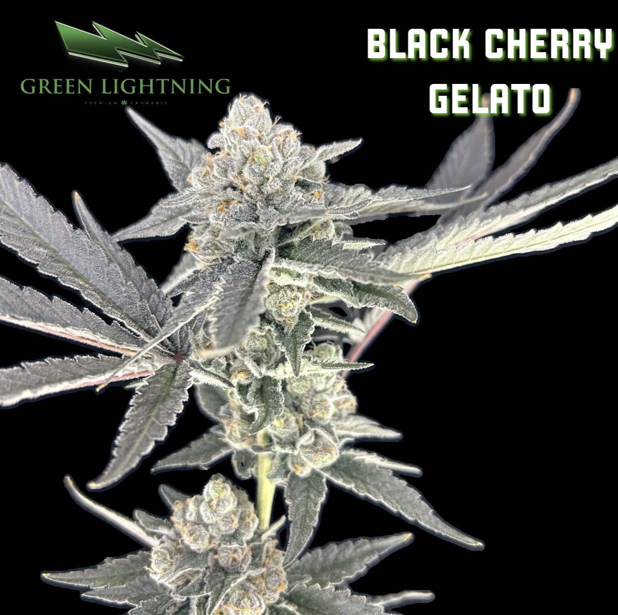 BLACK CHERRY GELATO | 3.5G