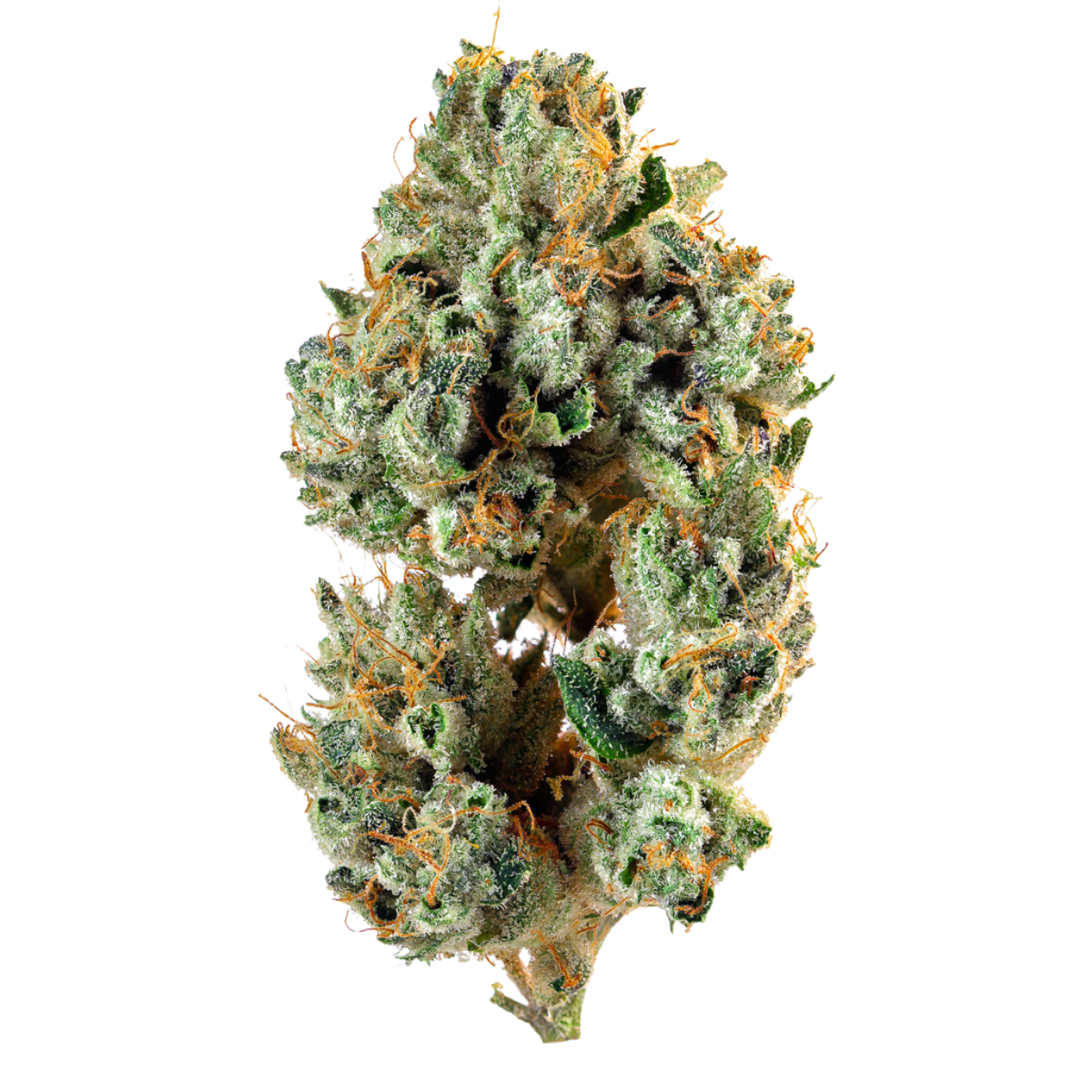 Cannabiotix — Casino Kush