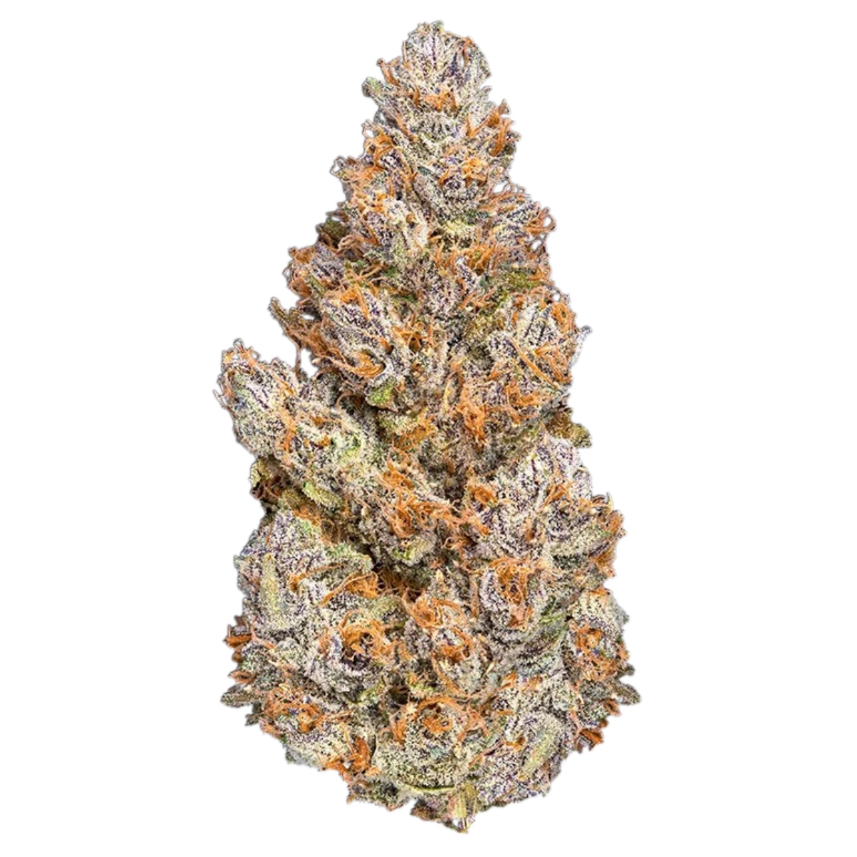 Maven Genetics — Bluzangria