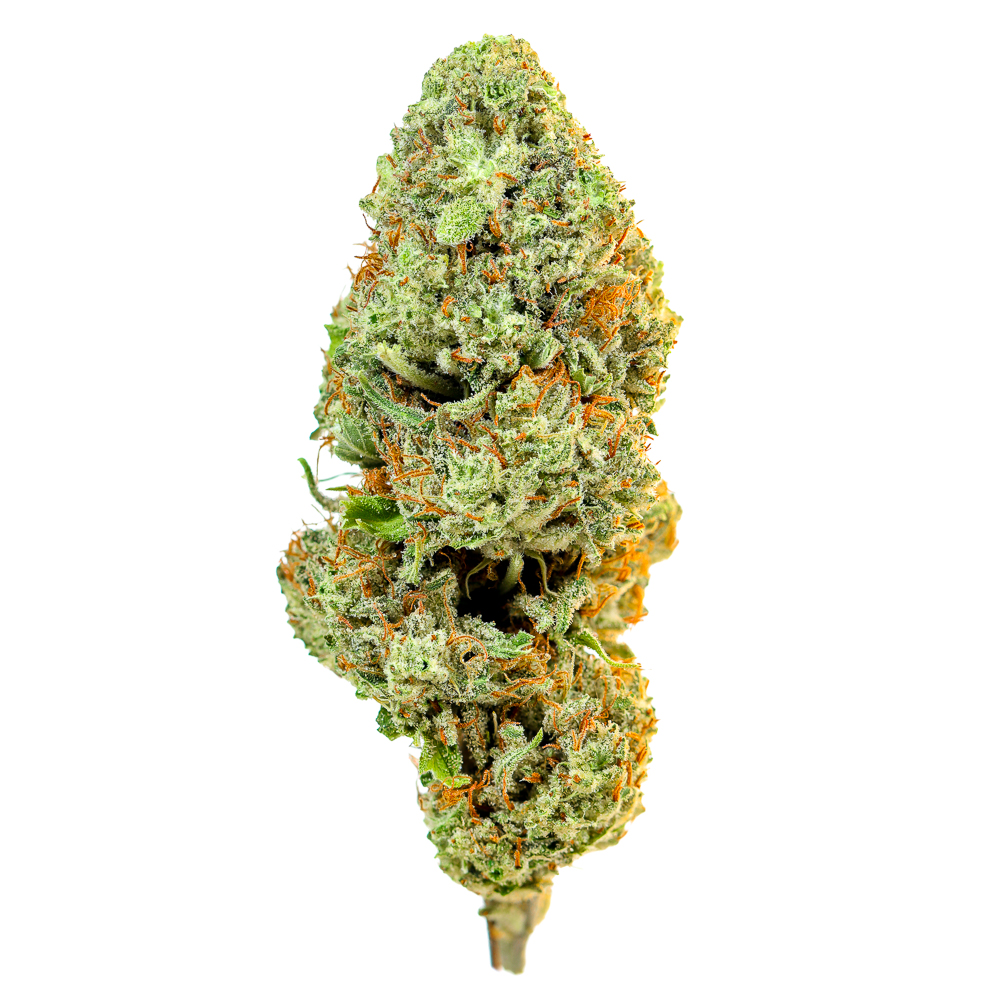 Radicle Herbs — Northern Lights