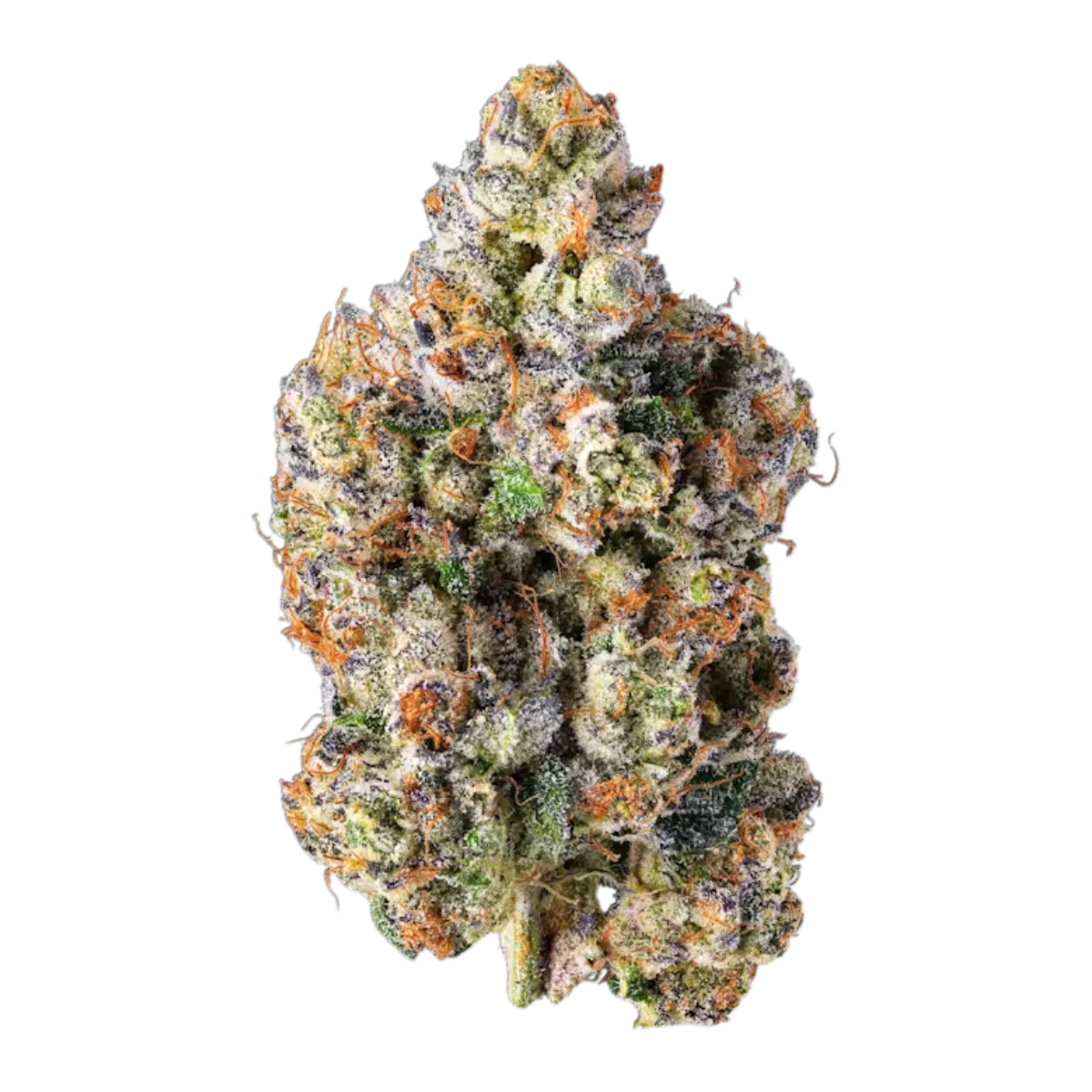 Maven Genetics: French Butter #18