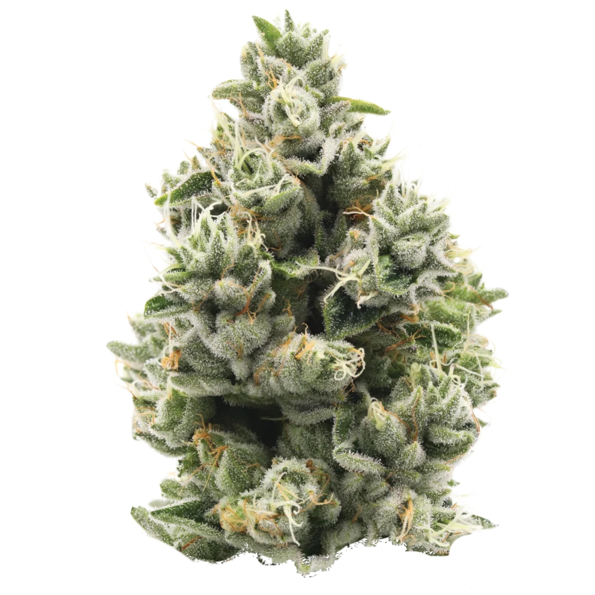 Shop ZIMOSA #2 in Los Angeles | CORNERSTONE