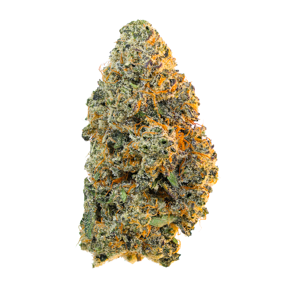 Maven Genetics — Key Lime Jack