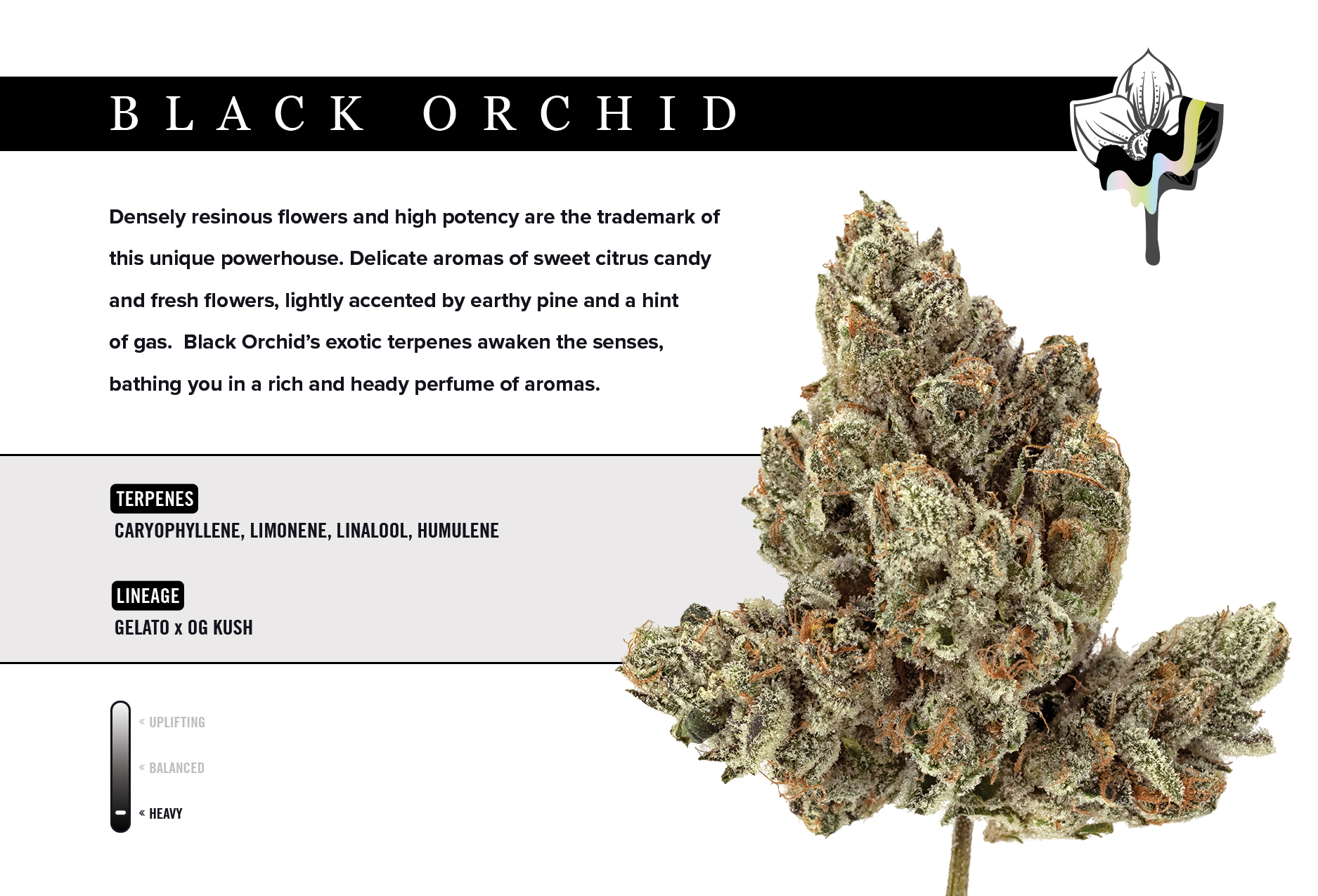 Black Orchid 3.5g