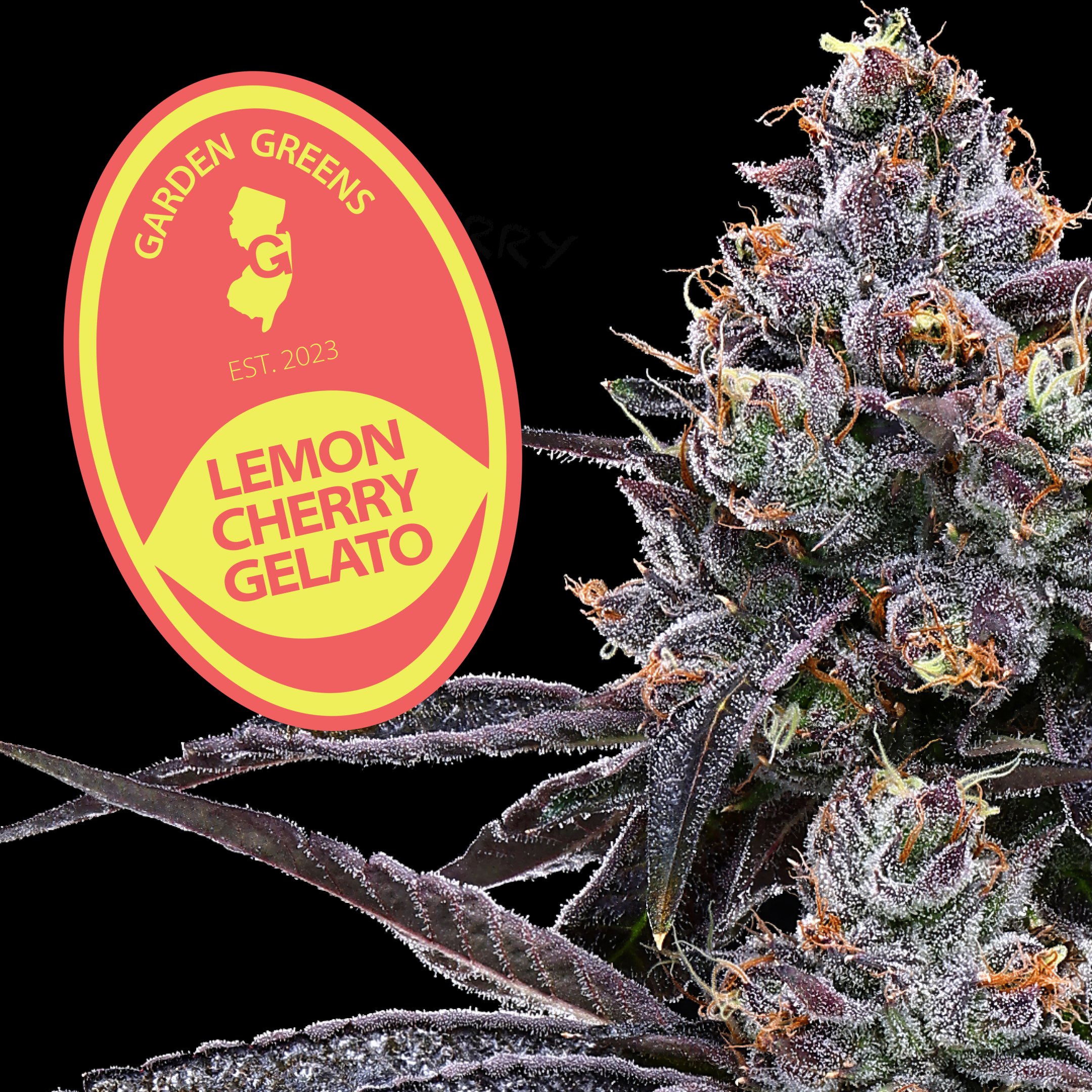 Lemon Cherry Gelato 3.5g