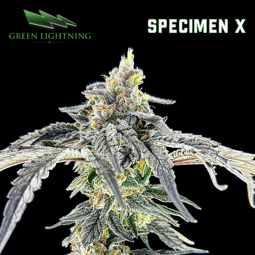 Specimen X Smalls 7g