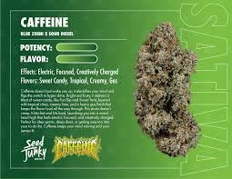 SEED JUNKY - FLOWER - SATIVA - CAFFEINE - 3.5G
