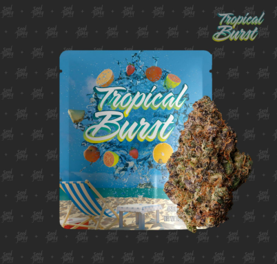SEED JUNKY - FLOWER - SATIVA - TROPICAL BURST - 3.5G 