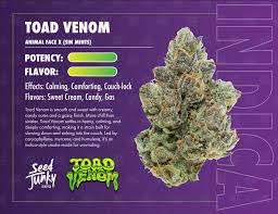 Seed junky - SEED JUNKY - FLOWER - INDICA - TOAD VENOM - 3.5G Main Image