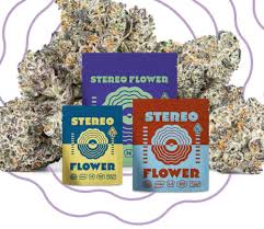 STEREO FLOWER - FLOWER - HYBRID - PINK SHERBET - 7G