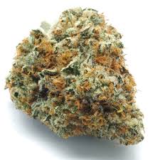 WAVE RIDER - FLOWER - HYBRID - 2090 - 14G