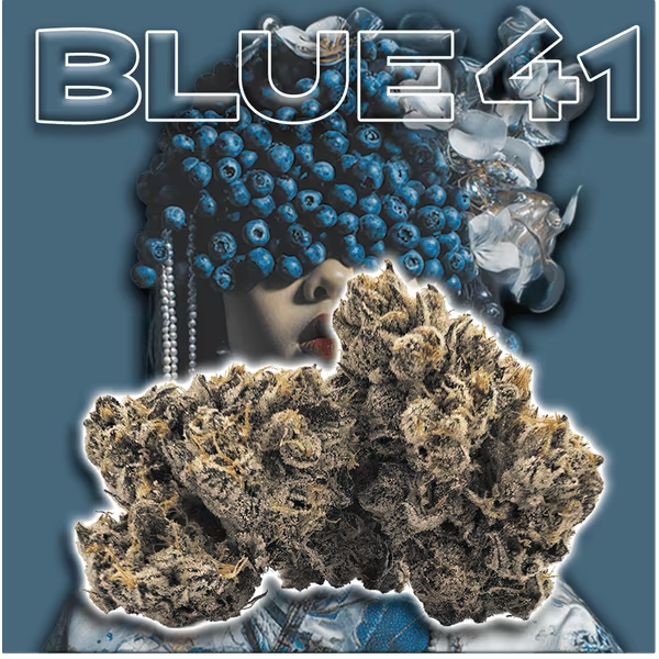 Green Dragon: Blue 41