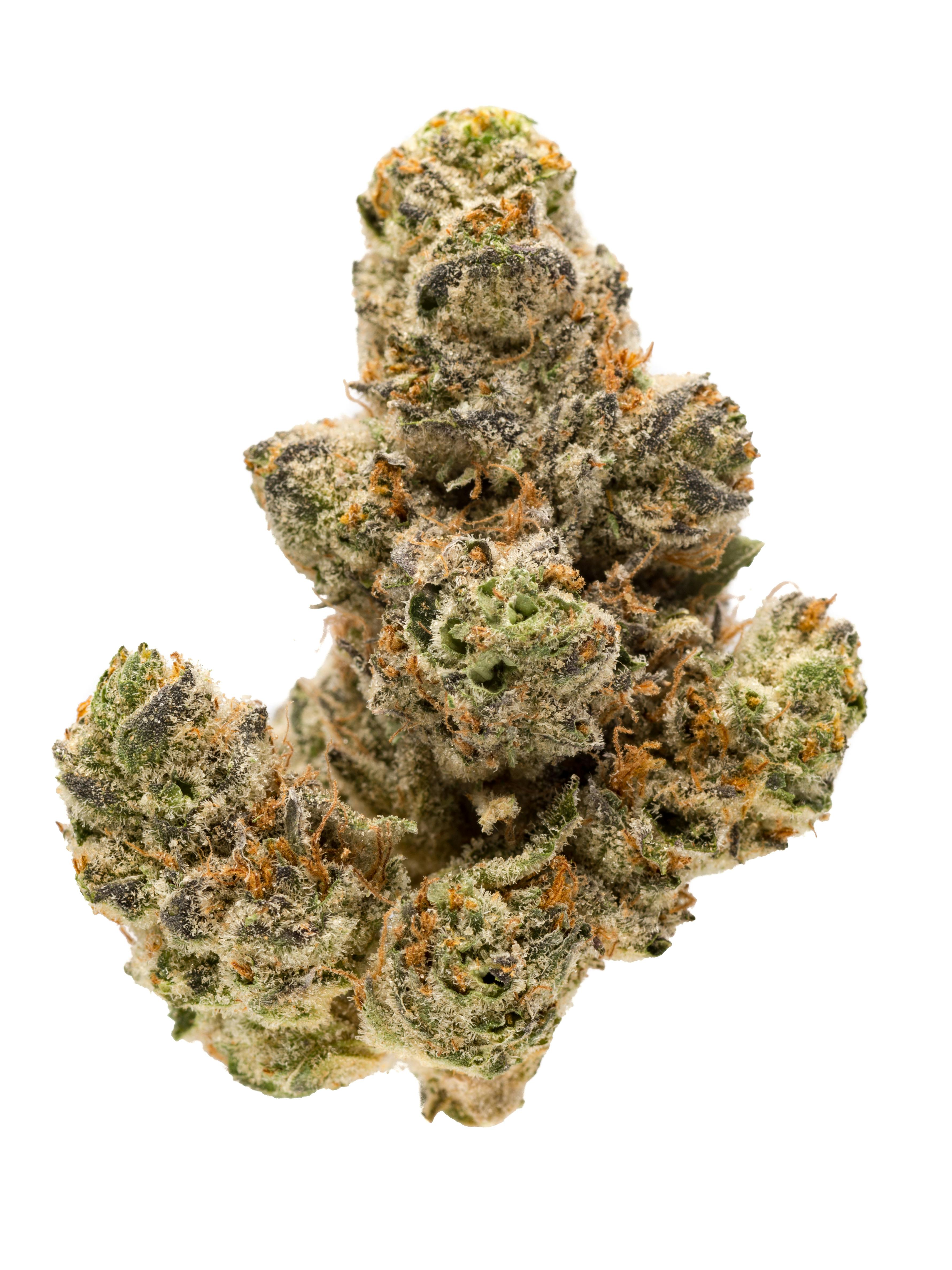 Quiet Kings: Mendo Breath