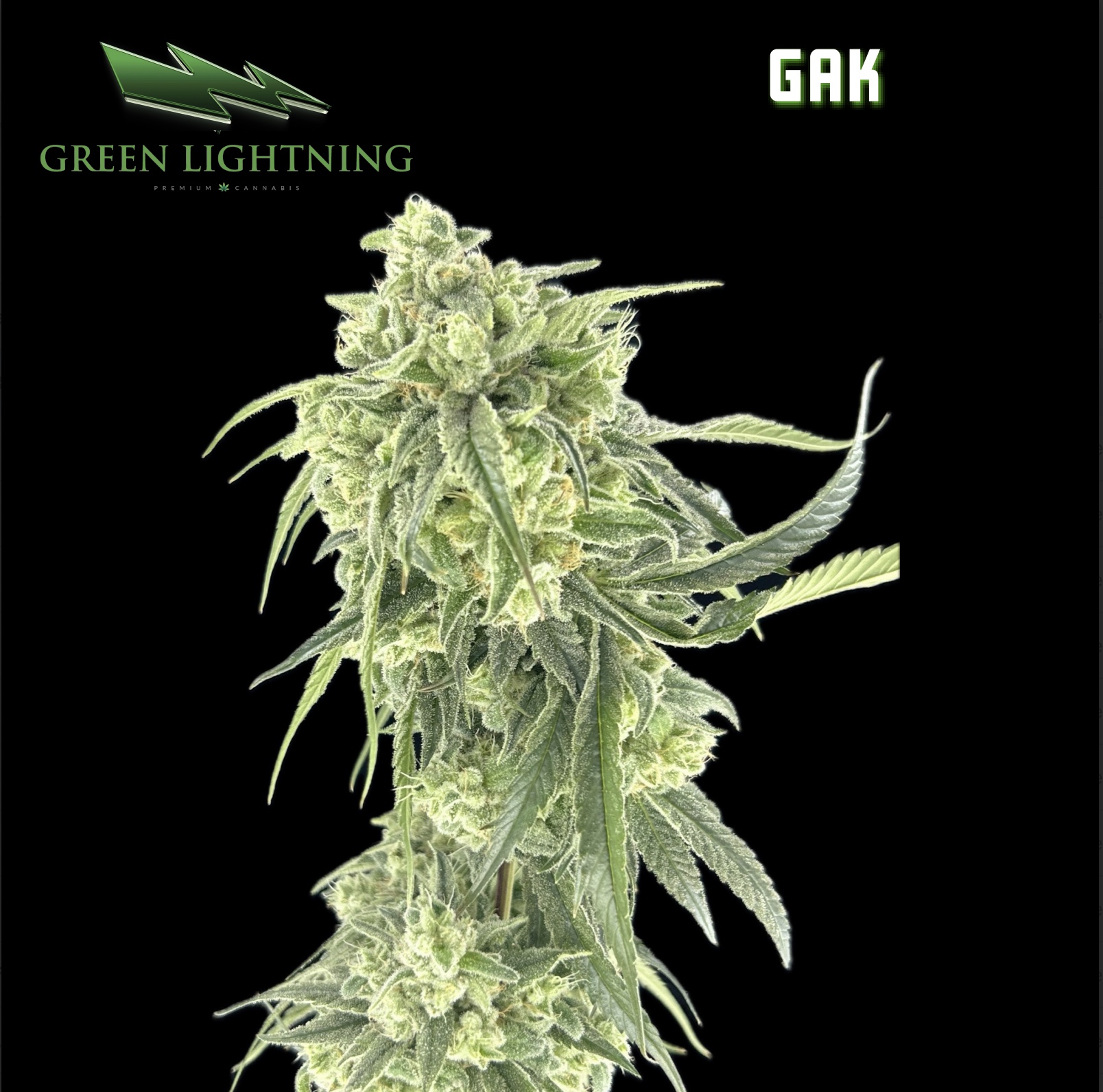 Flower | GAK | 3.5 g