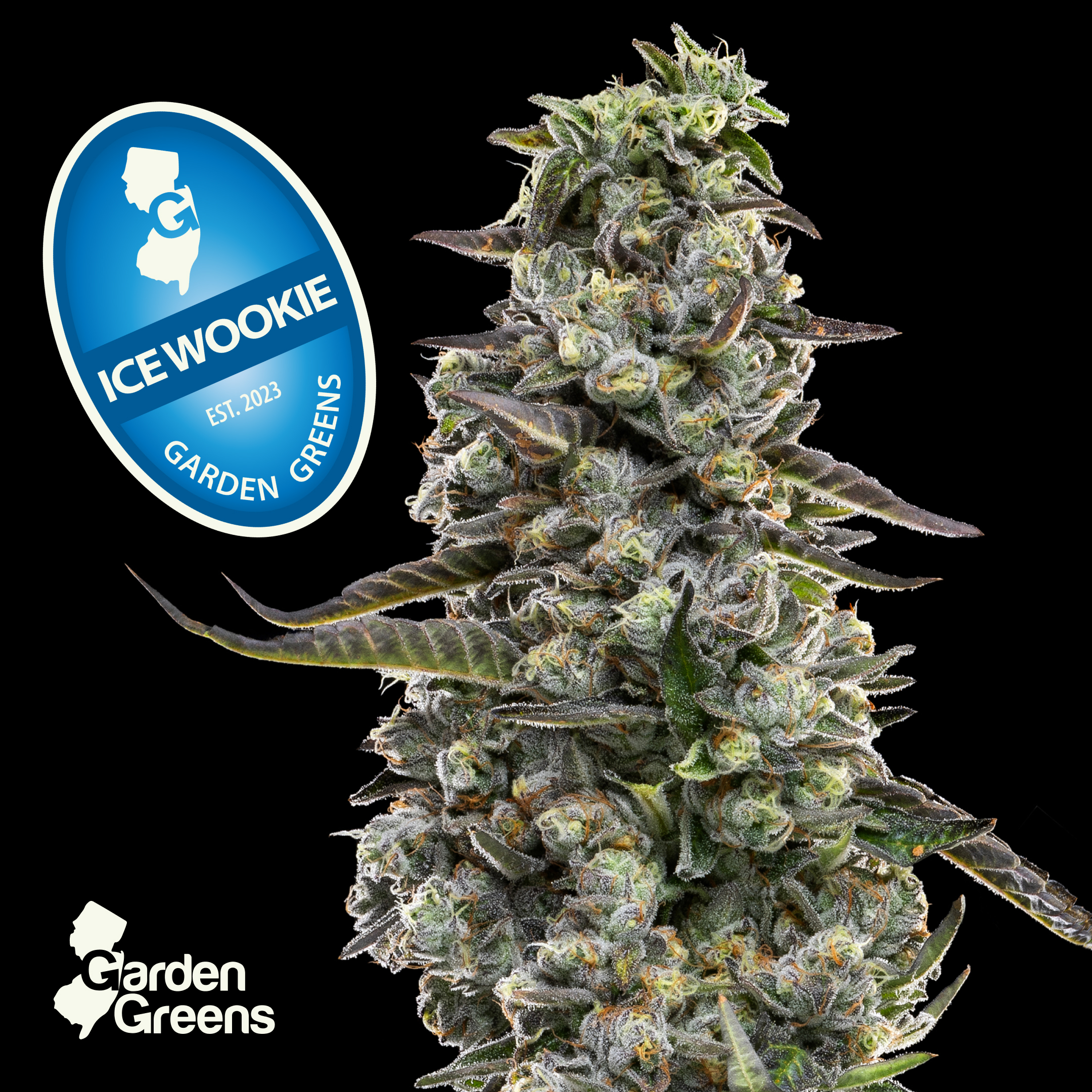 Big Buds | Flower | Ice Wookie - 3.5