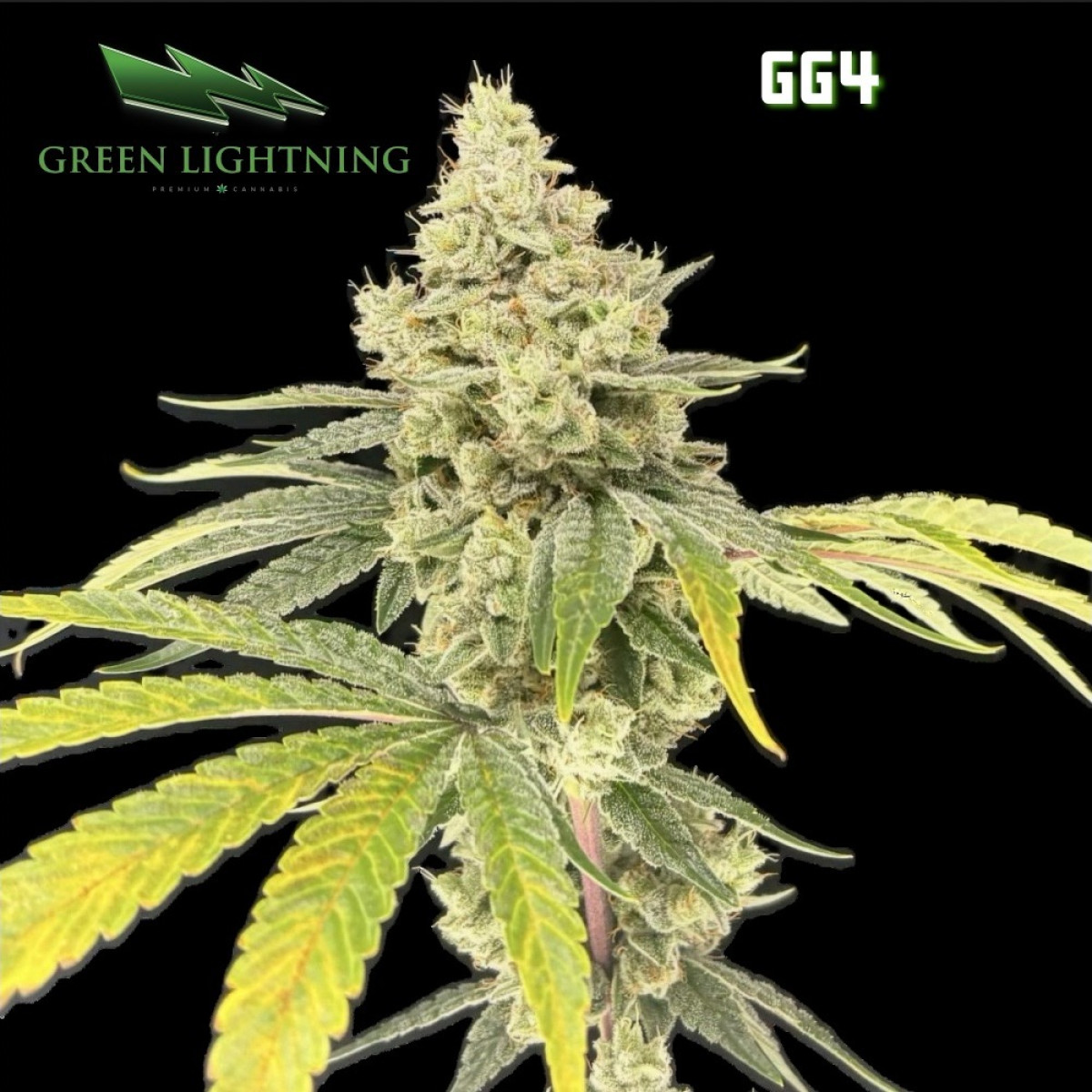 Flower | GG4 | 3.5g