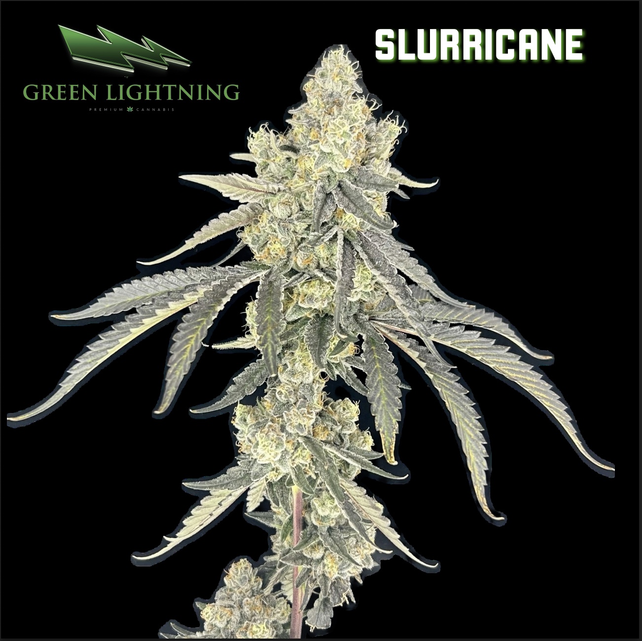 Green Lighting | Flower | Slurricane | 3.5 g