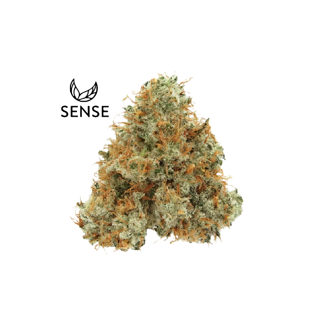 Sense: Northern Lights