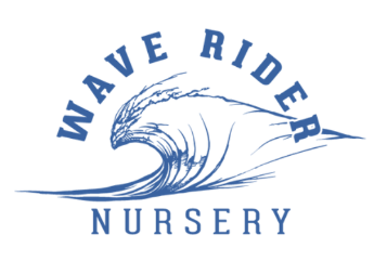 Wave Rider — Grape Soda