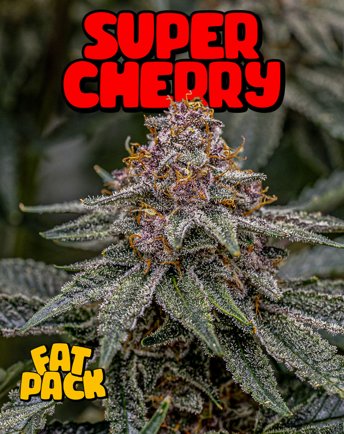 Fat Pack-Super Cherry-4g-Prepack