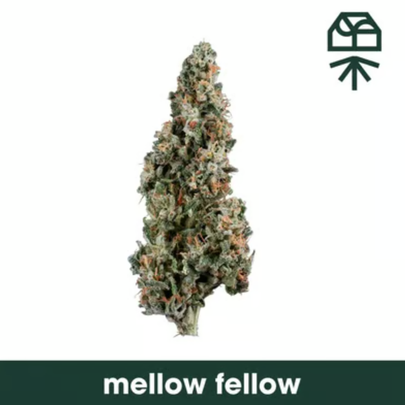 MELLOW FELLOW - FLOWER - 7G