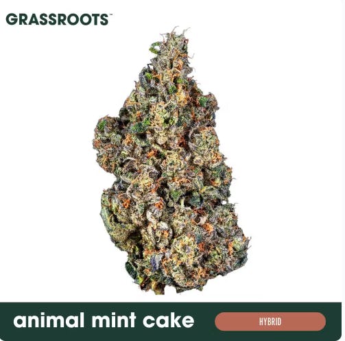 FIND - ANIMAL MINT CAKE - FLOWER - 7G