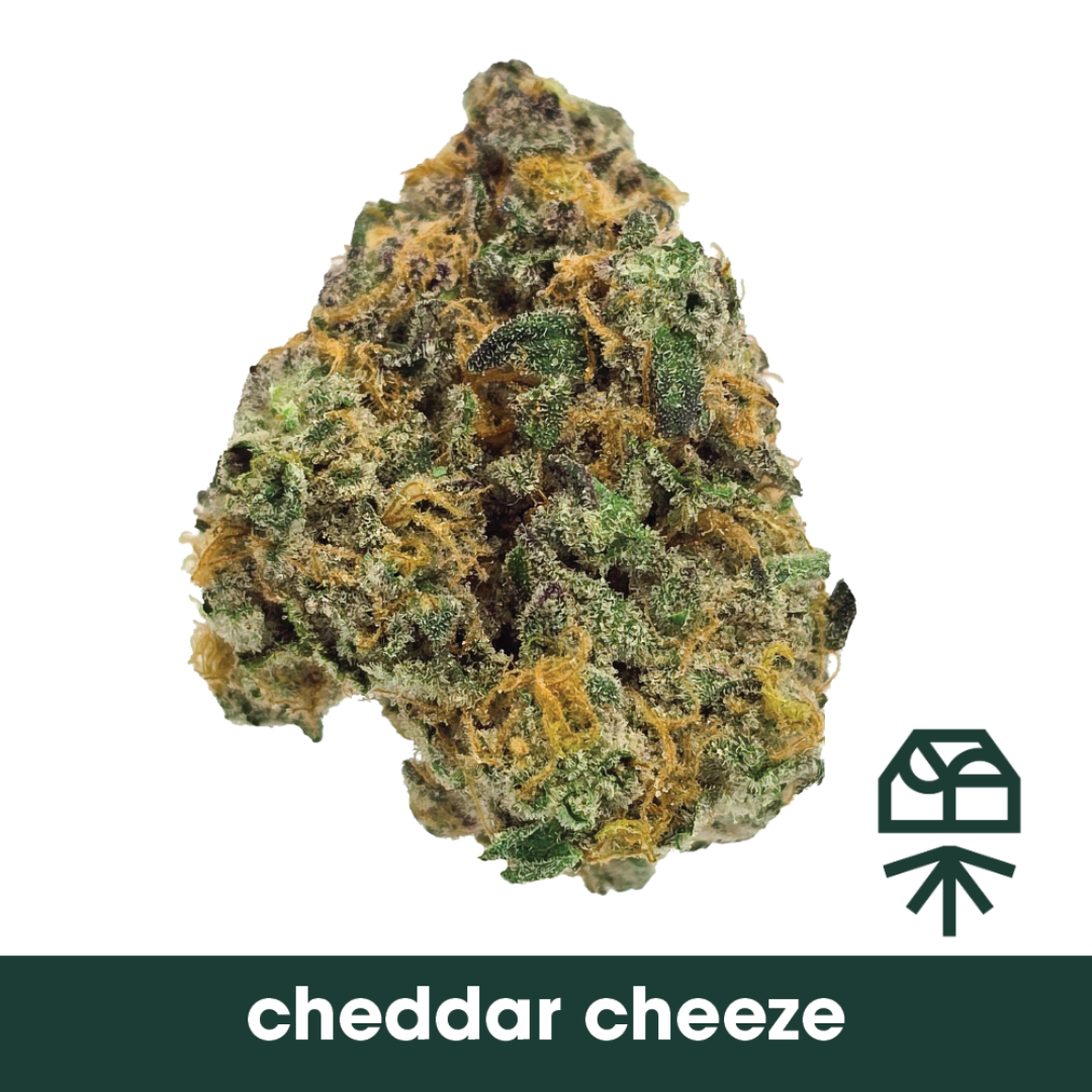 Cheddar Cheese - Popcorn - 7G