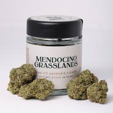 Mango Haze Jar 4.2g   4.2 G