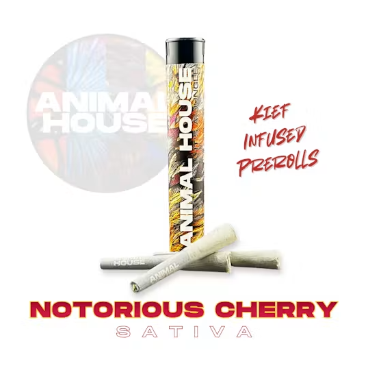 Notorious Cherry - 1.5 g - 3 Pack