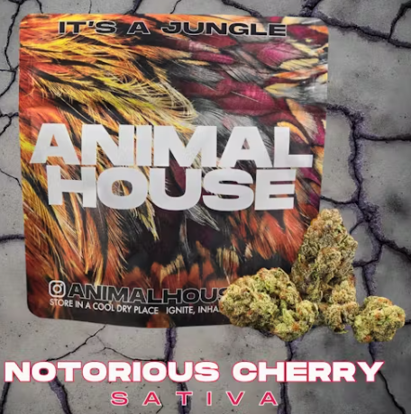 Notorious Cherry - 3.5 g