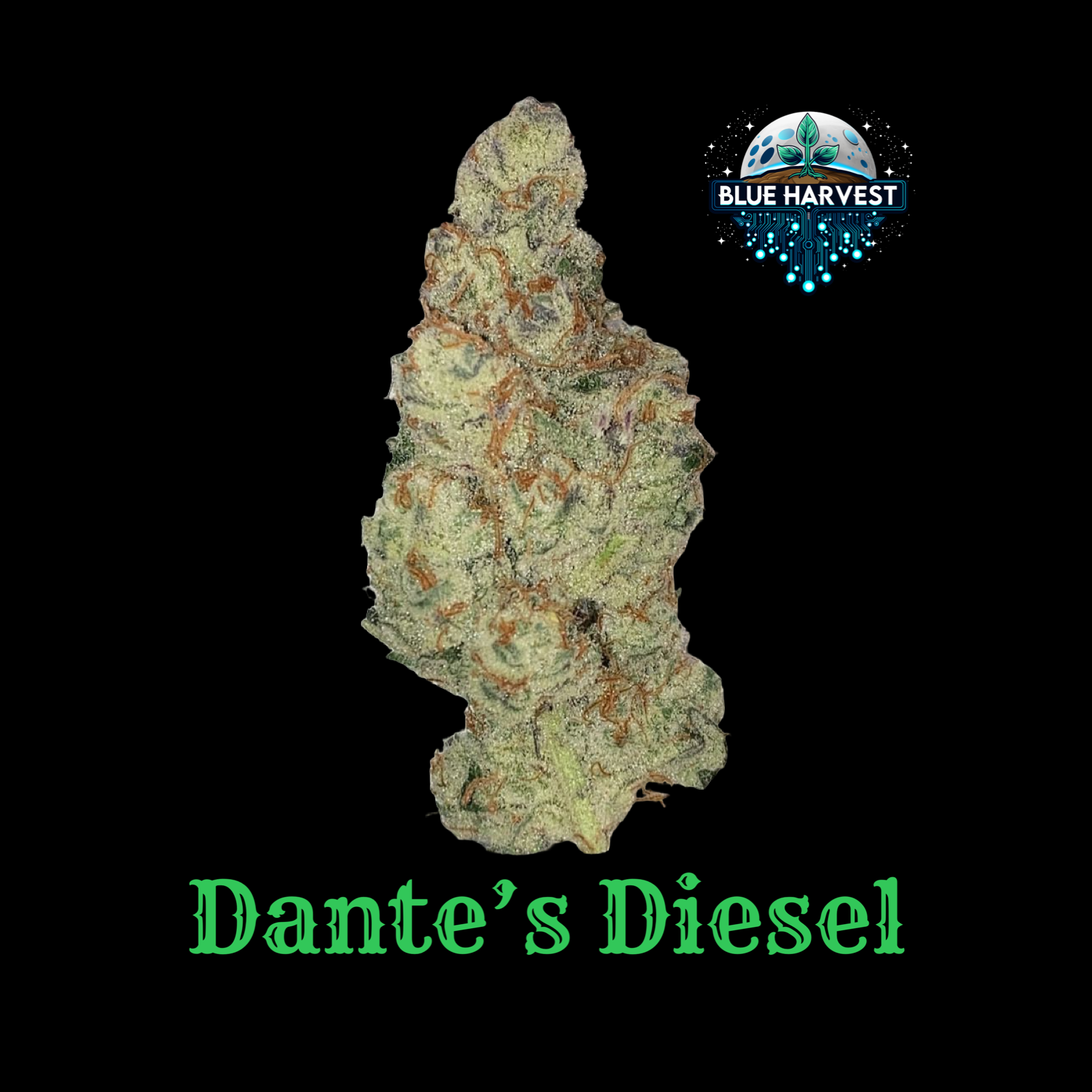 DANTE'S DIESEL | FLOWER