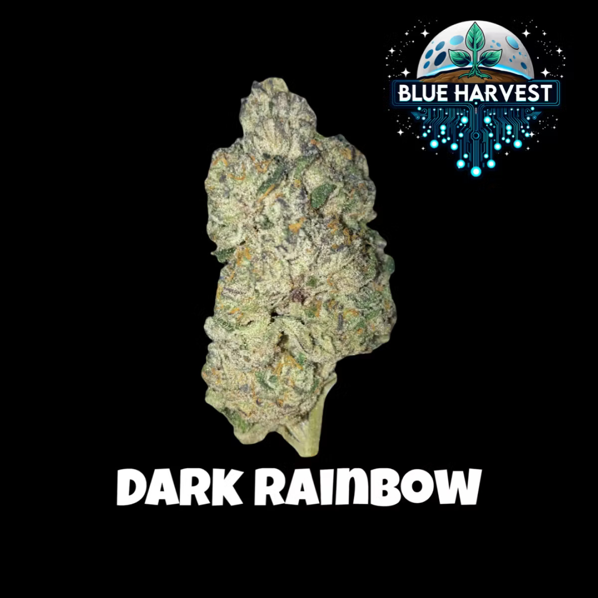 DARK RAINBOW | FLOWER - 3.5 g