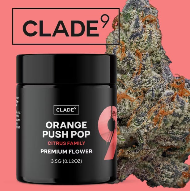 ORANGE PUSH POP | FLOWER