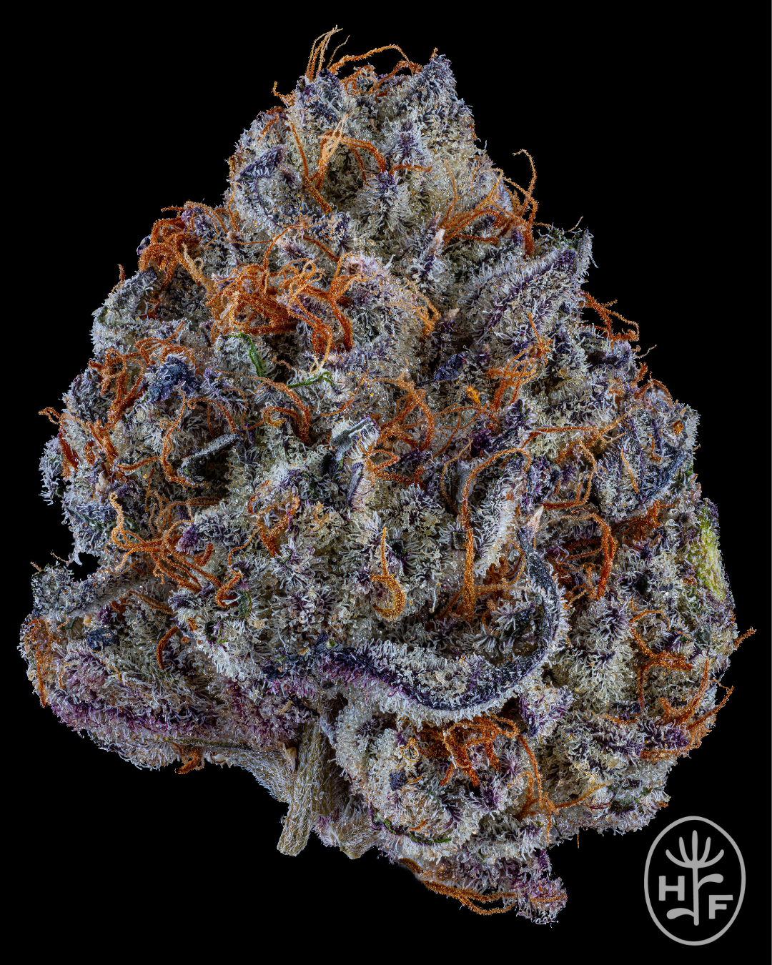 GREASY GARY | FLOWER 3.5G