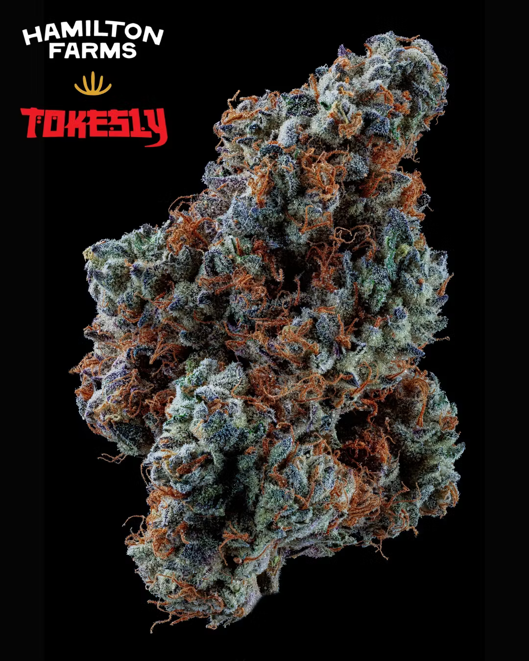 STRAWBERRY MILANO BY TOKESLY | FLOWER