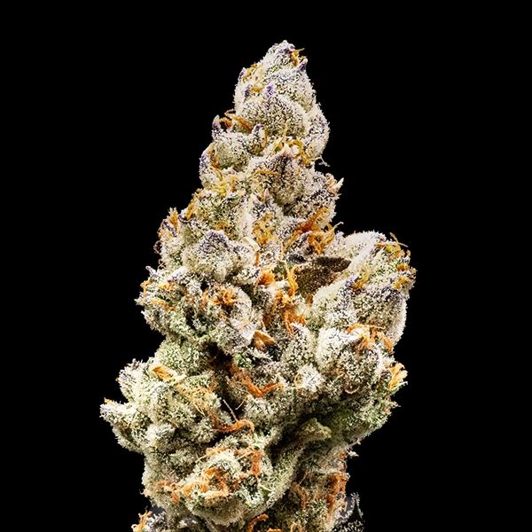 GUNPOWDER MILKSHAKE | FLOWER