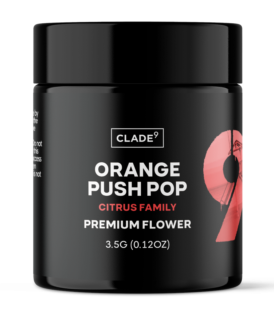 ORANGE PUSH POP | FLOWER