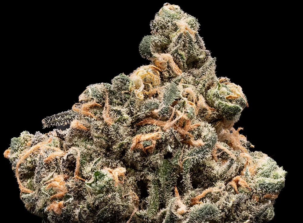 BLUE DREAM | FLOWER