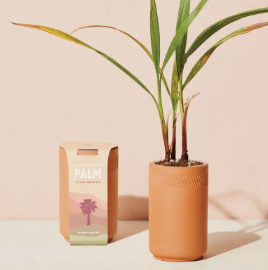 TERRACOTTA GROW KIT | FAN PALM - One Size