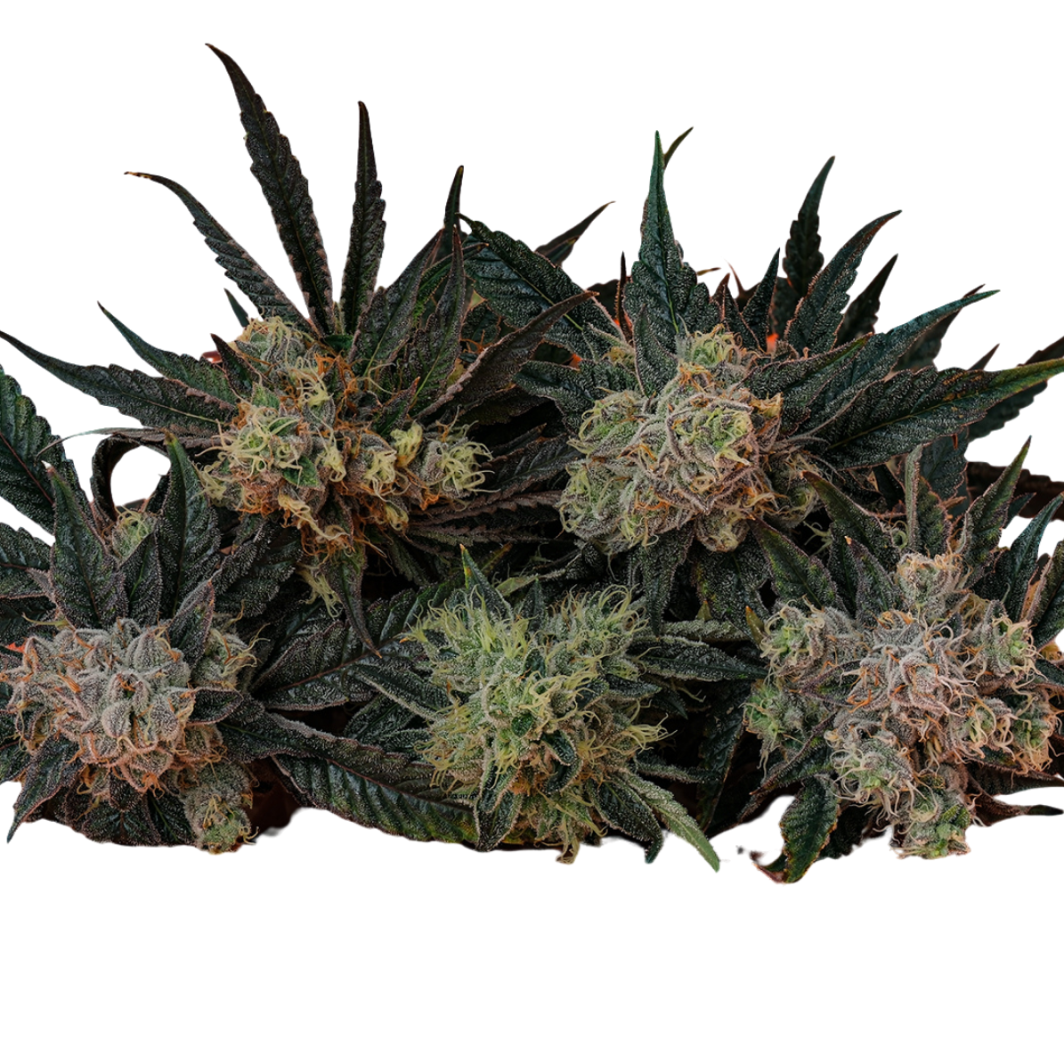 >23 | 14G