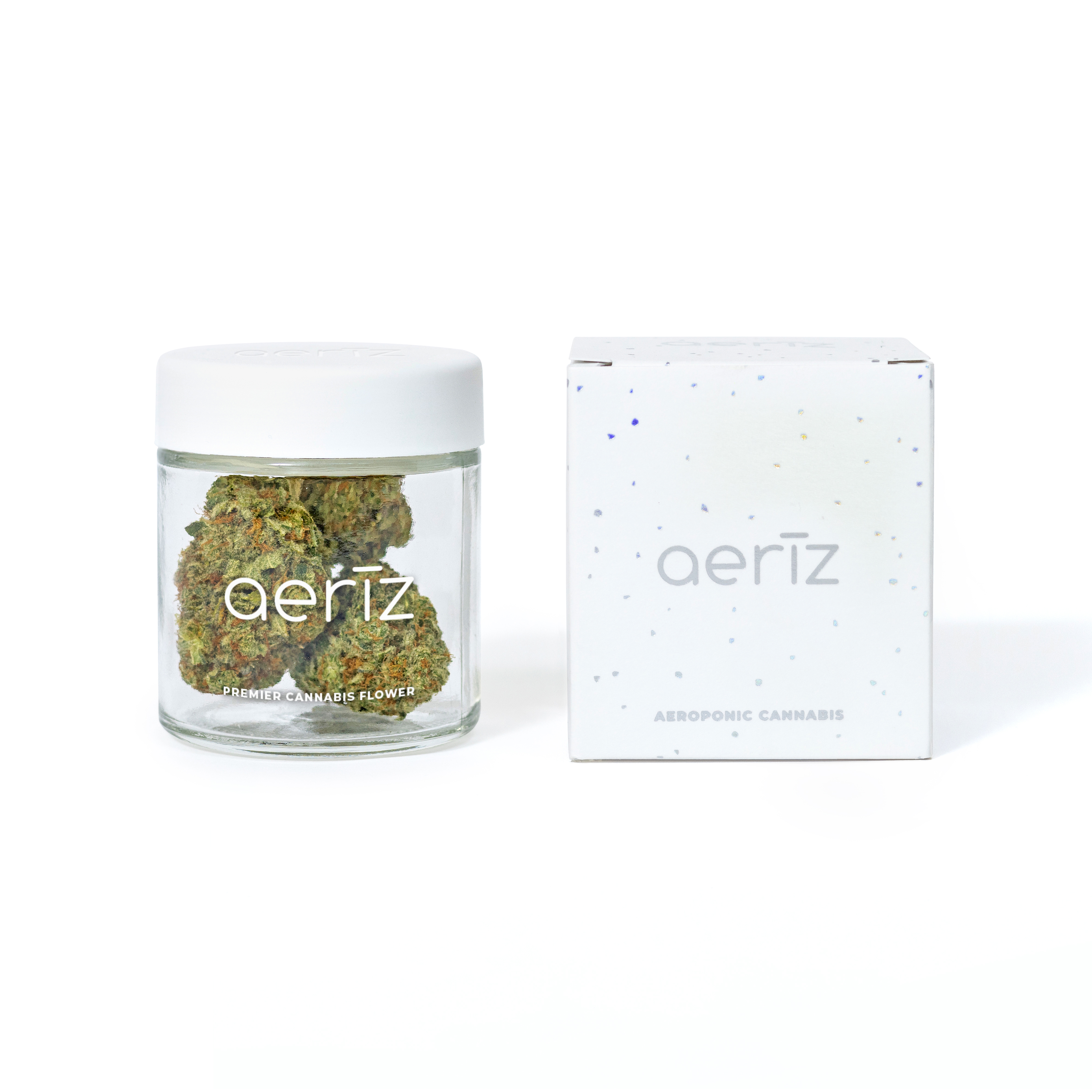 JOKERZ 31 | 3.5G