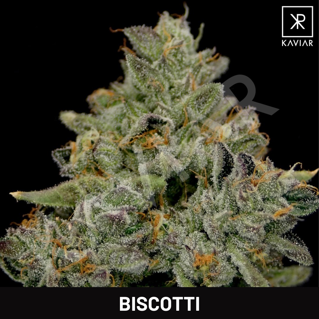 BISCOTTI | POPCORN | 7G